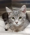 adoptable Cat in , NY named Chandler