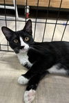 adoptable Cat in  named TRISTAN