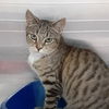 adoptable Cat in  named REBA