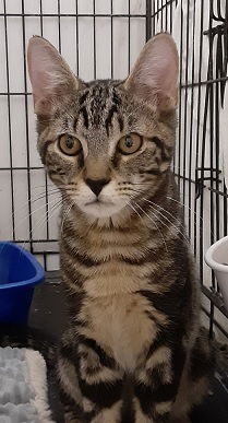 picture of the cat needing adoption