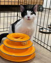 adoptable Cat in massapequa, NY named TUCKER