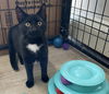 adoptable Cat in Massapequa, NY named LARISSA