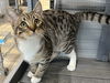 adoptable Cat in  named LYDIA