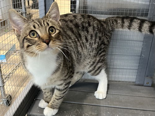 picture of the cat needing adoption