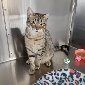 Leann - Domestic Short Hair