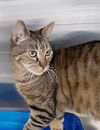 adoptable Cat in massapequa, NY named Robin