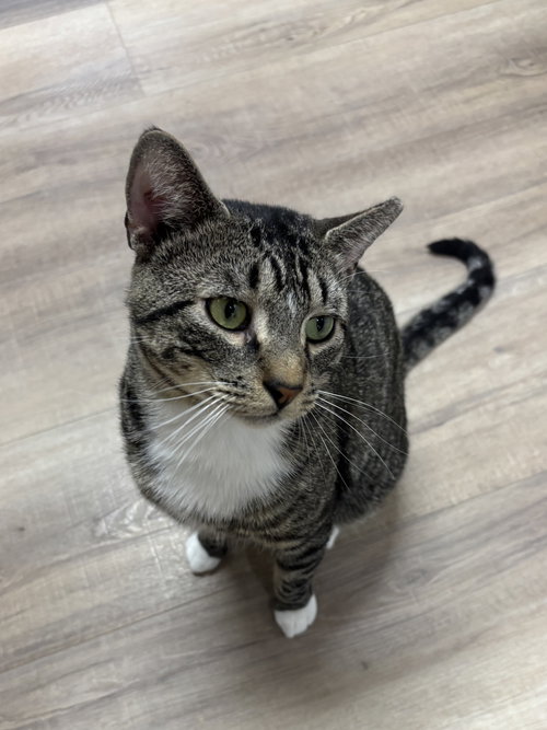 picture of the cat needing adoption