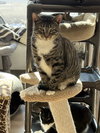 Lindy - Photo 3