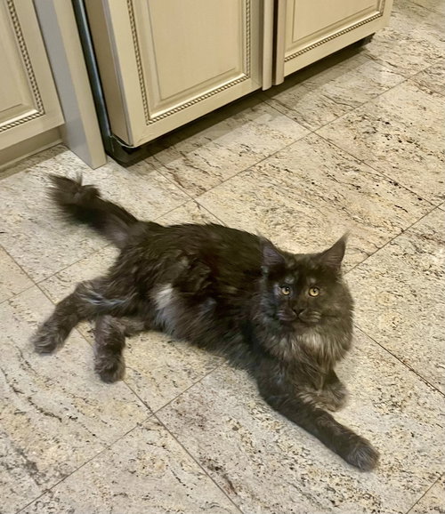 picture of the cat needing adoption