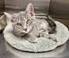 adoptable Cat in massapequa, NY named ABIGAIL