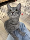 adoptable Cat in  named ABIGAIL