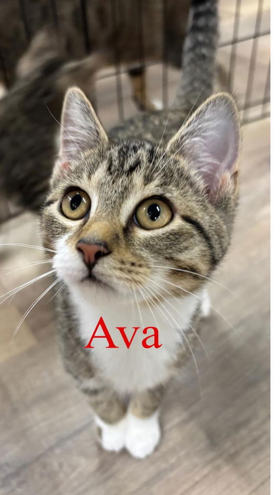 adoptable Cat in Massapequa, NY named AVA
