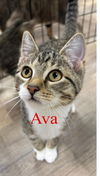 adoptable Cat in massapequa, NY named AVA