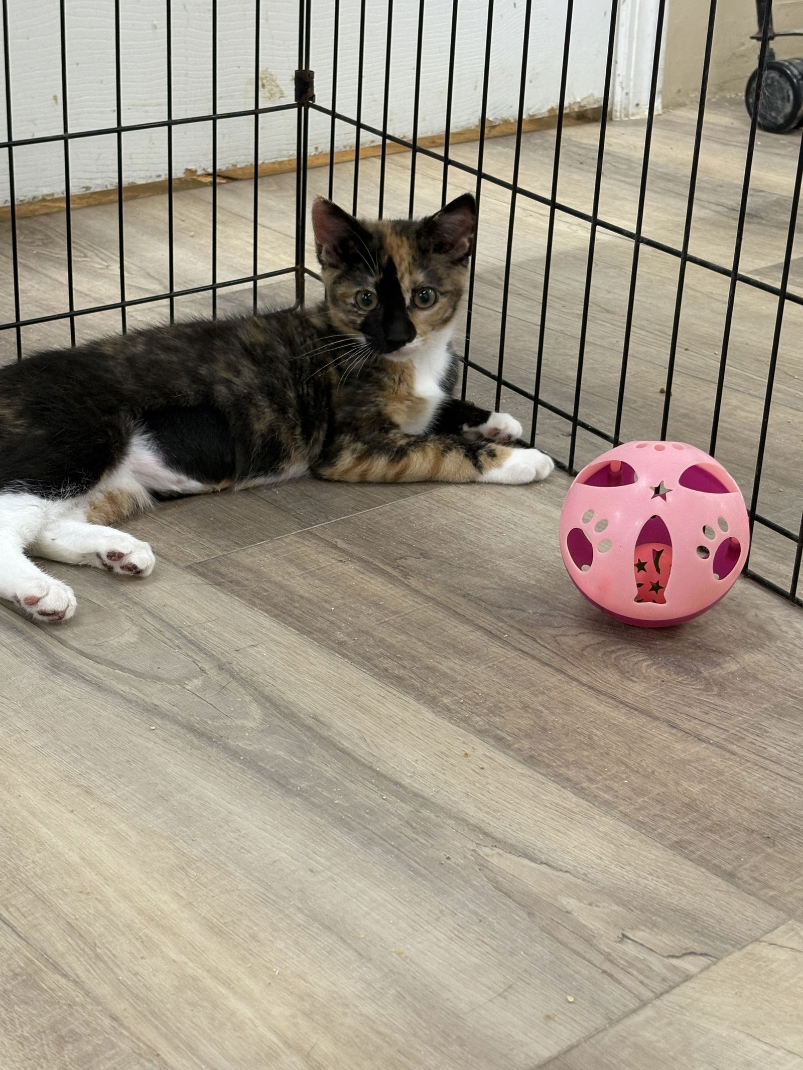 adoptable Cat in Massapequa, NY named CYNTHIA