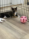 adoptable Cat in , NY named Cynthia