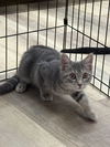 adoptable Cat in  named Genna