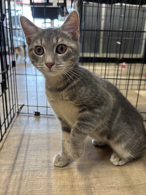 GENNA - Domestic Short Hair / Tabby available for adoption
