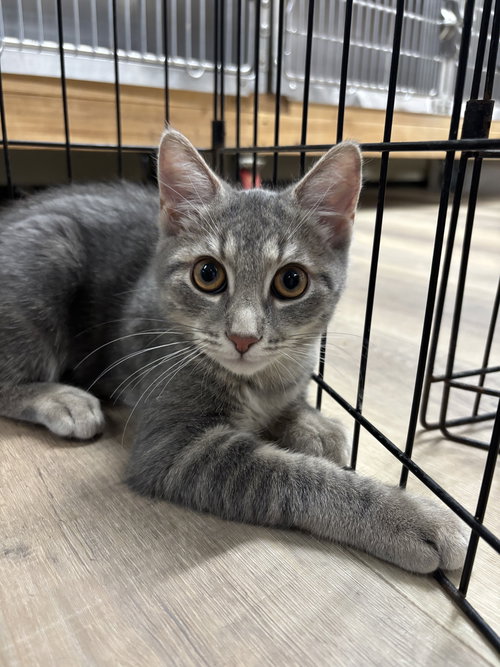 GENNA - Domestic Short Hair / Tabby available for adoption