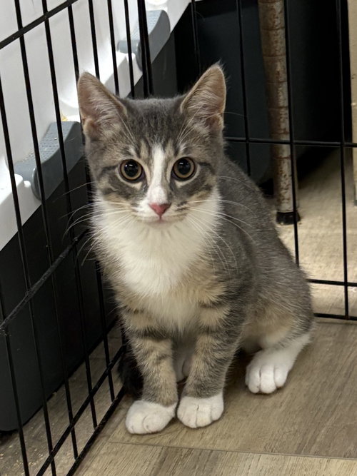 GRACIE - Domestic Short Hair / Tabby available for adoption