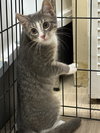 GRACIE - Photo 3