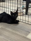 adoptable Cat in massapequa, NY named GIANNA