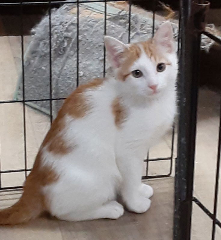 adoptable Cat in Massapequa, NY named NASH