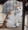 adoptable Cat in massapequa, NY named NASH