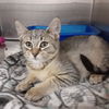 adoptable Cat in  named JOSIE