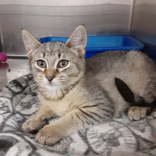 JOSIE - Domestic Short Hair / Tabby available for adoption
