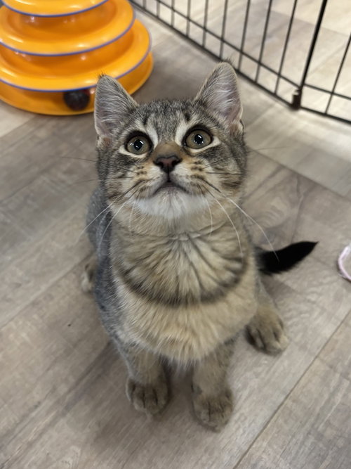 JOSIE - Domestic Short Hair / Tabby available for adoption