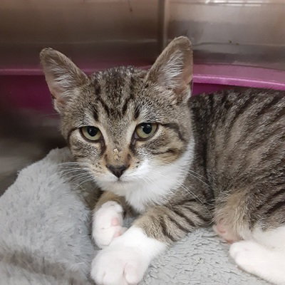 BILLY - Domestic Short Hair available for adoption
