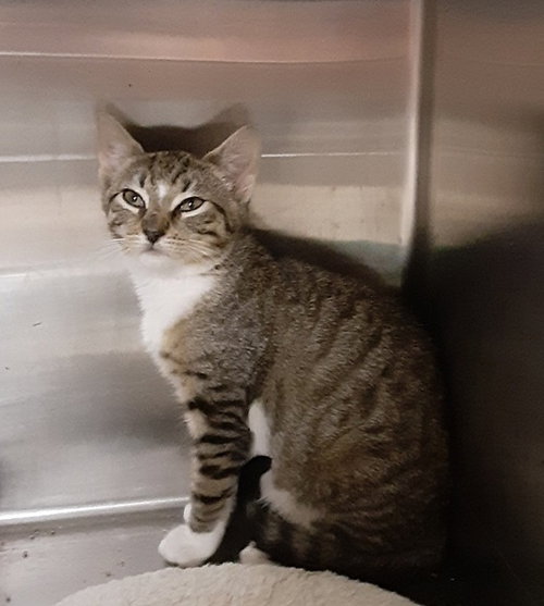 BROOKS - Domestic Short Hair available for adoption