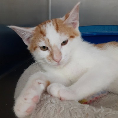 NELSON - Domestic Short Hair available for adoption