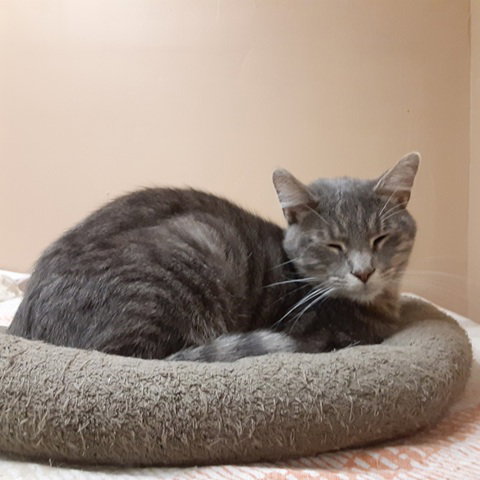 CHANDLER - Domestic Short Hair available for adoption