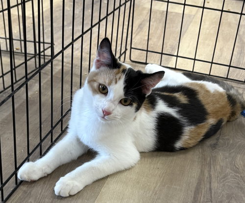 picture of the cat needing adoption