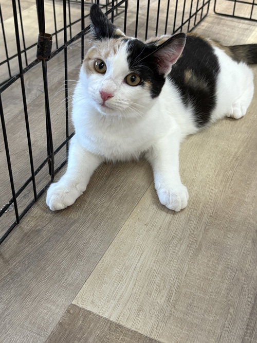 WESLEY - Domestic Short Hair / Calico available for adoption
