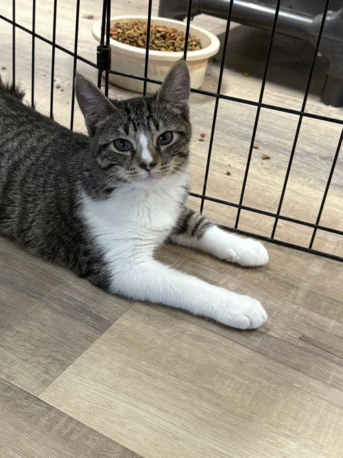 ORIANNA - Domestic Short Hair / Tabby available for adoption