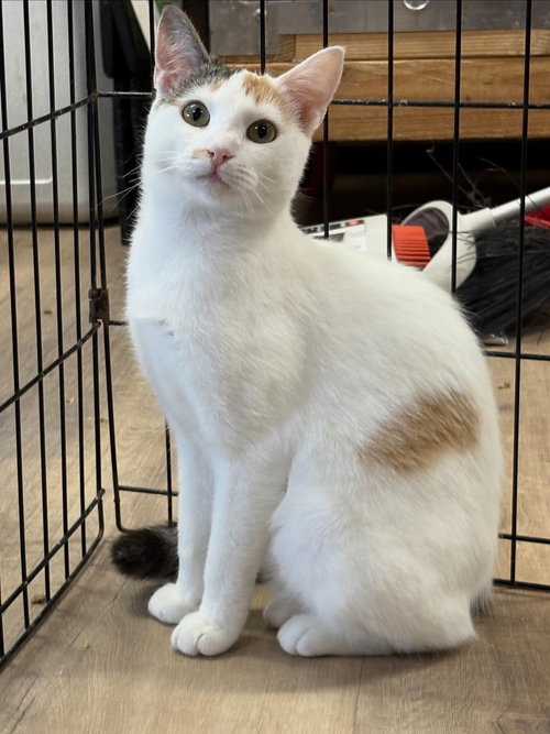WHITNEY - Domestic Short Hair / Calico available for adoption