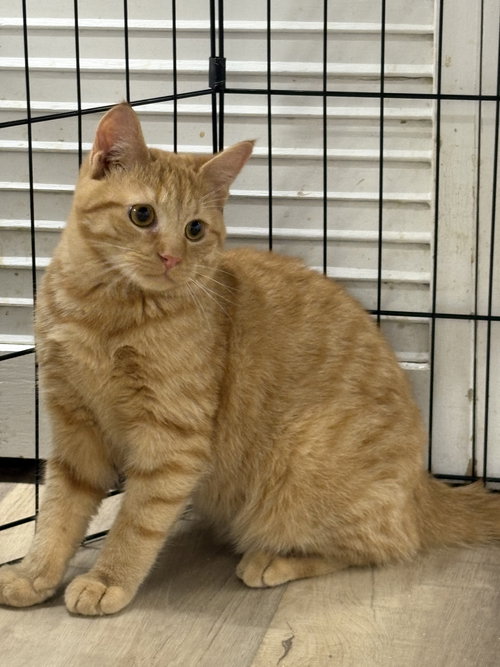 NATHAN - Domestic Short Hair / Tabby available for adoption