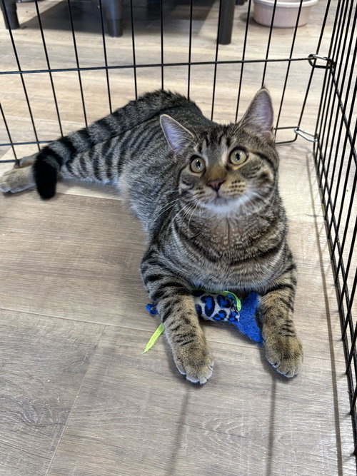 EVERETT - Domestic Short Hair / Tabby available for adoption