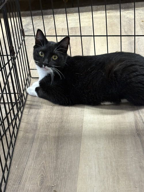 CARSON - Domestic Short Hair / Tuxedo available for adoption