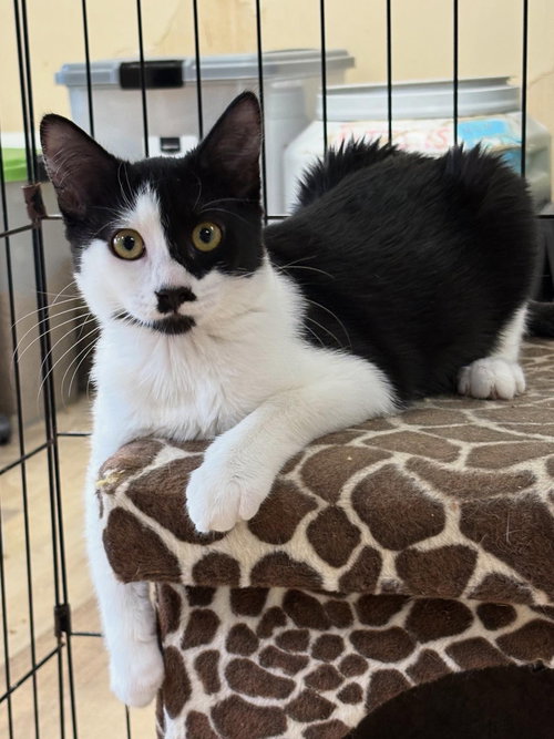 WILSON - Domestic Short Hair / Domestic Short Hair available for adoption
