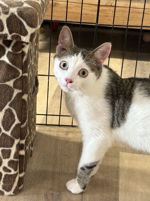 OLLIE - Domestic Short Hair / Tabby available for adoption