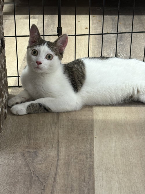 OLLIE - Domestic Short Hair / Tabby available for adoption