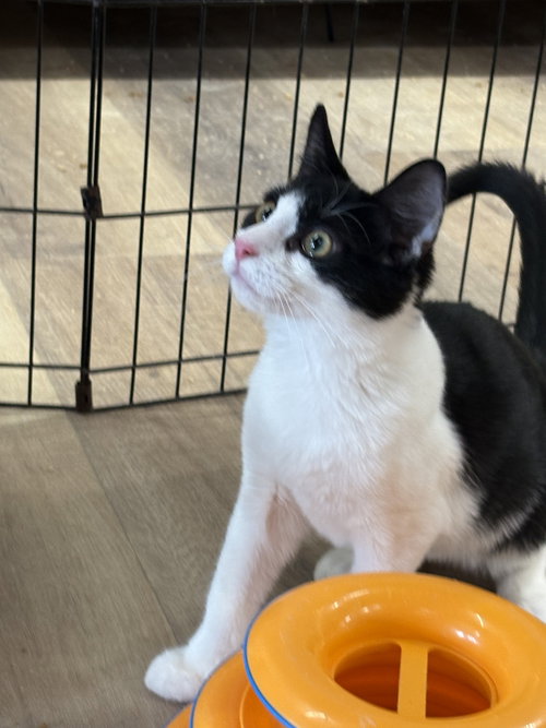 WALLY - Domestic Short Hair / Domestic Short Hair available for adoption