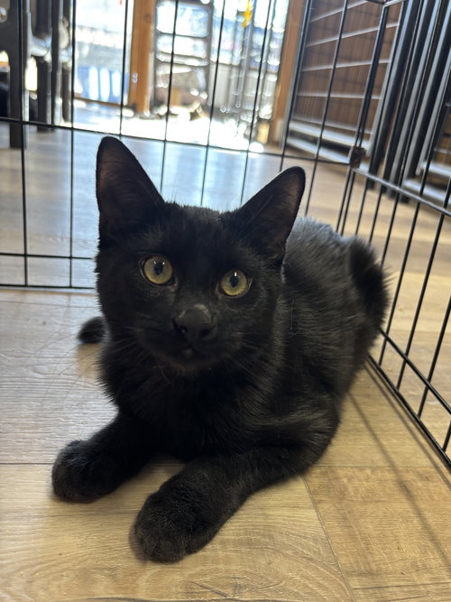 WEBSTER - American Shorthair / American Shorthair available for adoption