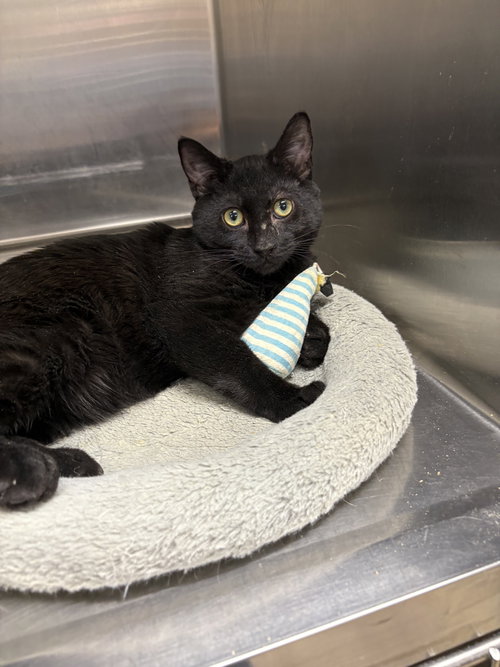 KEITH - American Shorthair / American Shorthair available for adoption