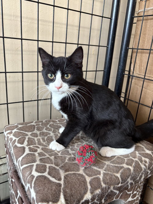 KYLE - American Shorthair / Tuxedo available for adoption