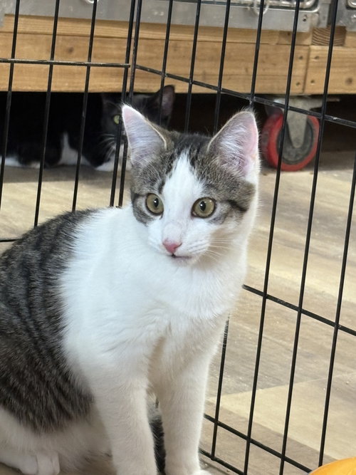 WILLY - American Shorthair / Tabby available for adoption