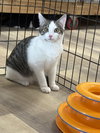 WILLY - Photo 2